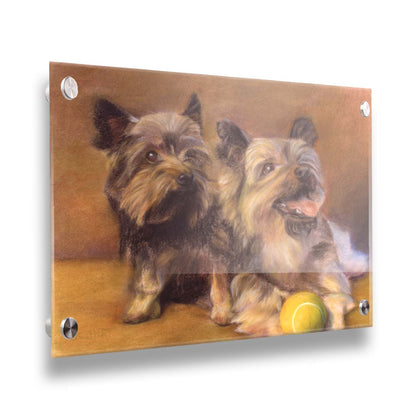 A painting of two brown terrier dogs sitting with a tennis ball. Printed on acrylic.