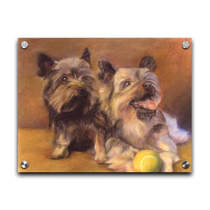 A painting of two brown terrier dogs sitting with a tennis ball. Printed on acrylic.