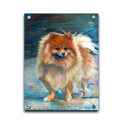 A pet portrait painting of a fluffy pomeranian dog, standing against a blue background. Printed on acrylic.