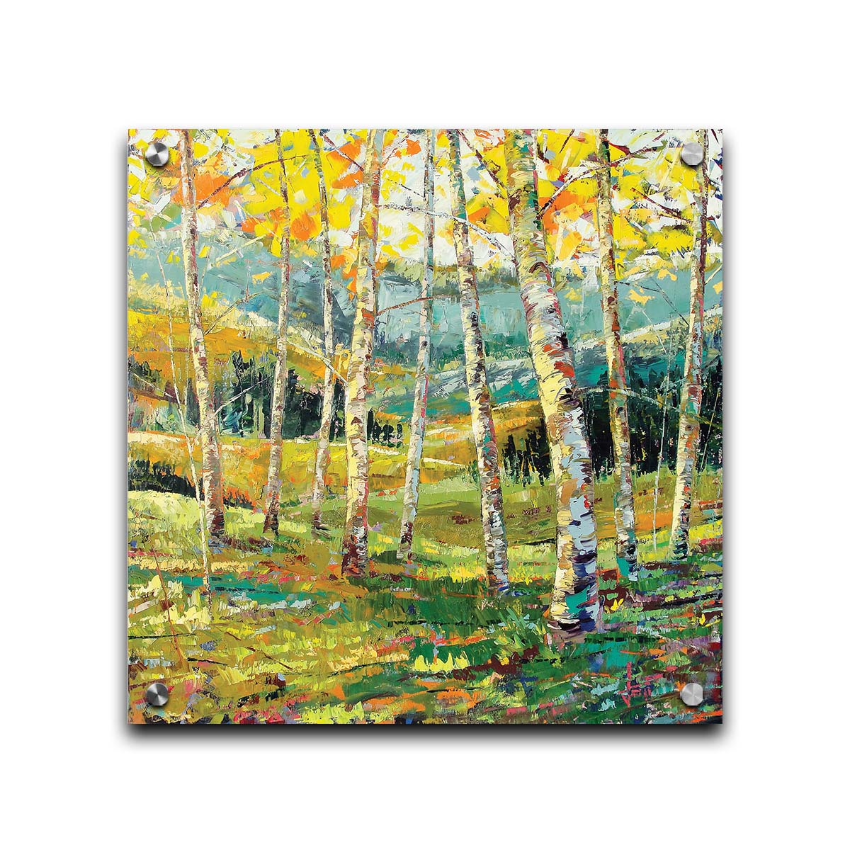 A painting of a birch forest with the yellow leaves of fall. Printed on acrylic.