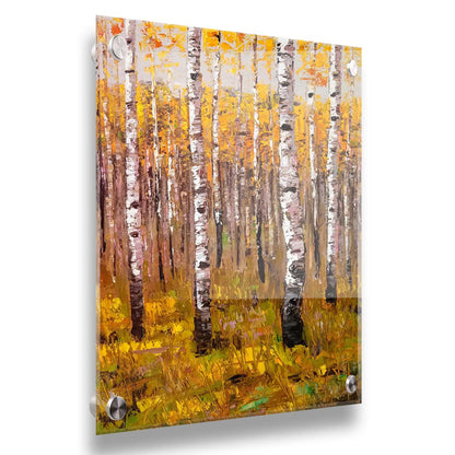 A painting of a yellow fall forest of birch trees. Printed on acrylic.