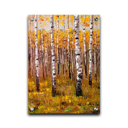 A painting of a yellow fall forest of birch trees. Printed on acrylic.