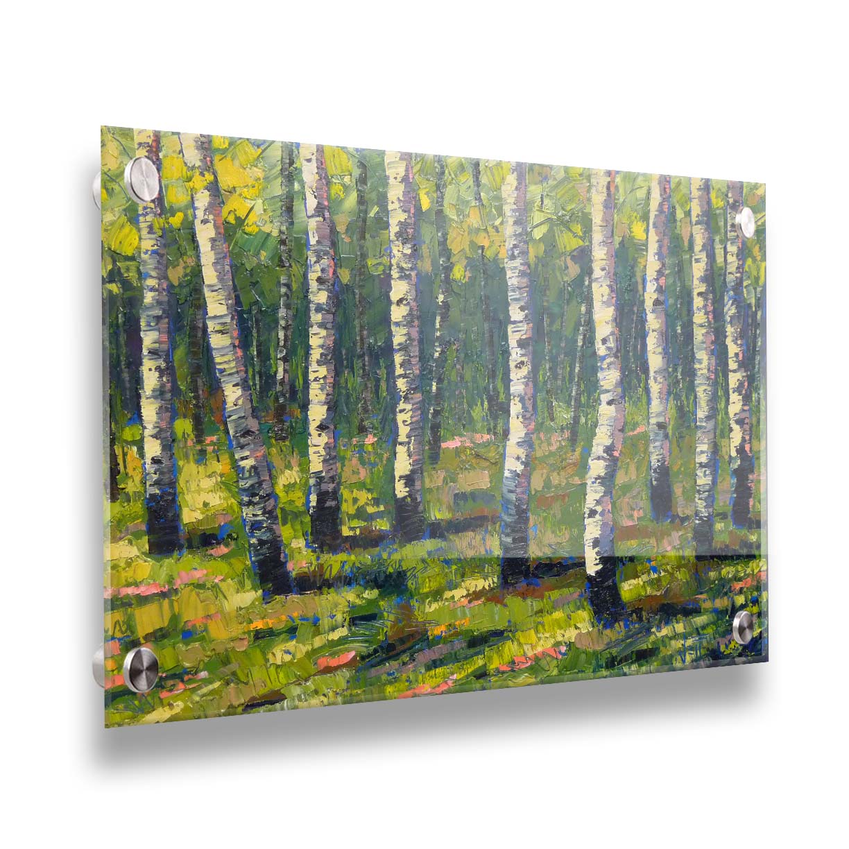 A painting of a bright green forest of birch trees with stark white trunks, accented with blue. Printed on acrylic.