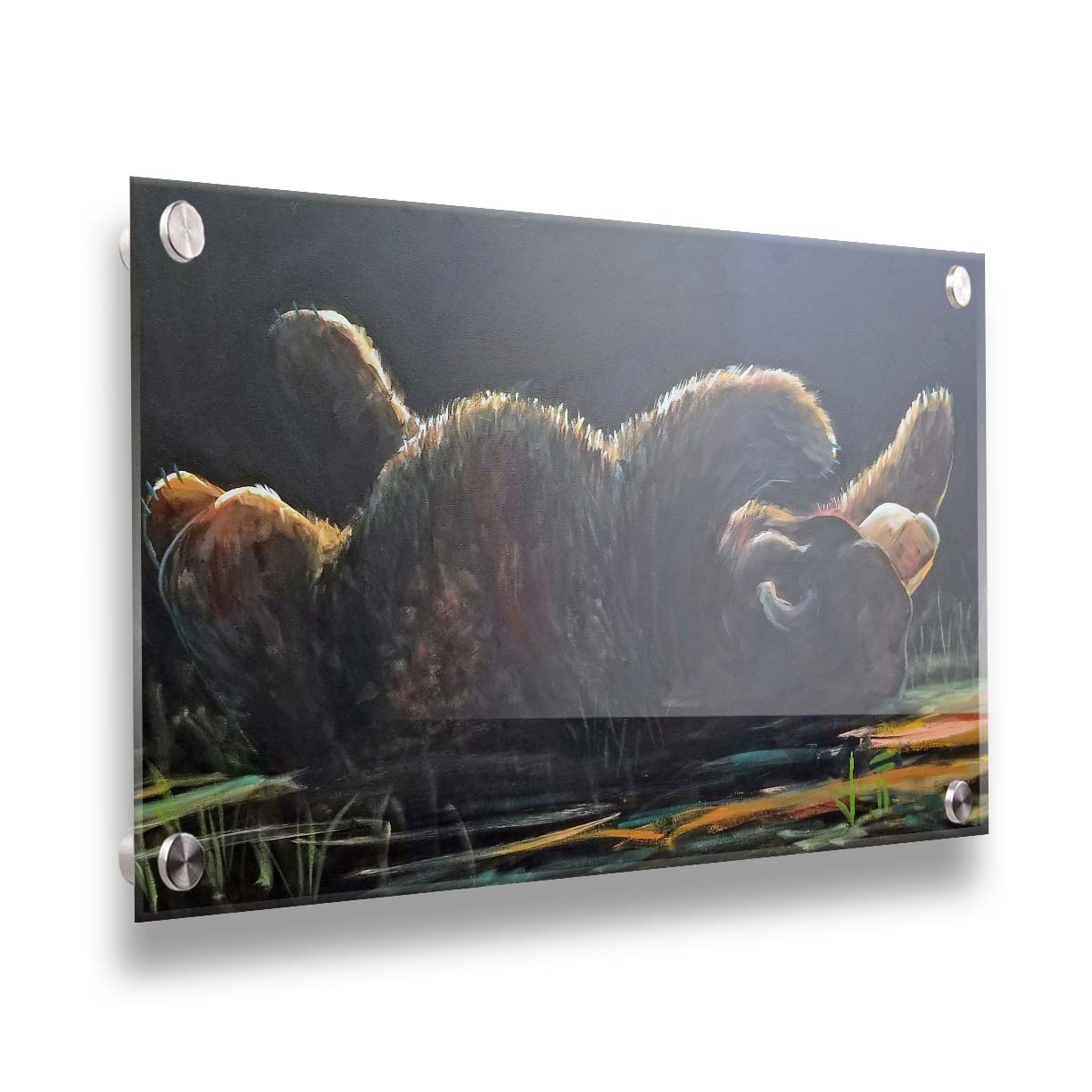 A painting of a bear rolling onto its back, with a dark background. Printed on acrylic.