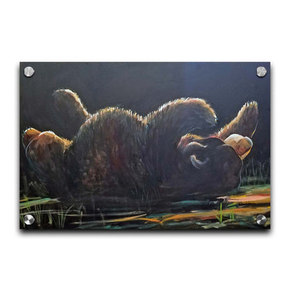 A painting of a bear rolling onto its back, with a dark background. Printed on acrylic.