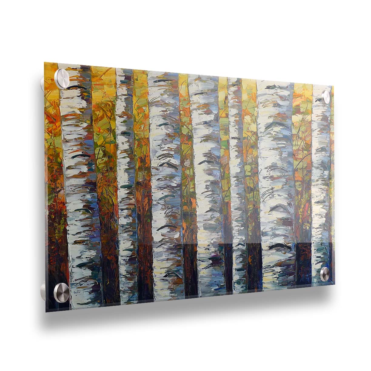 A painting of a birch forest, close up on the white trunks on a background of yellow, orange, and green leaves. Printed on acrylic.