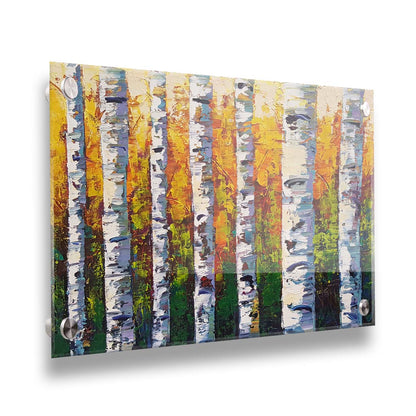 A painting of a birch forest, the stark white tree trunks contrasted by the vibrant green grass and orange leaves of the rest of the forest behind them. Printed on acrylic.