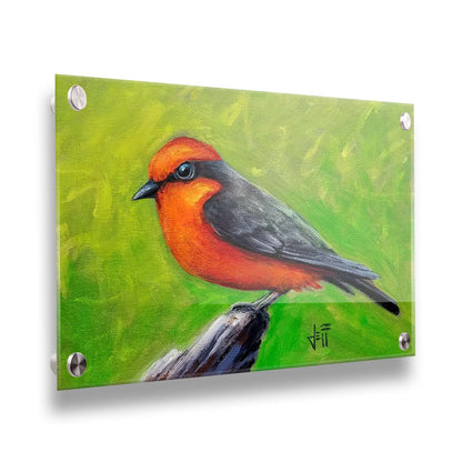 A painting of a vermilion flycatcher bird, with red and black feathers, perched on a piece of wood before a green background. Printed on acrylic.