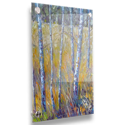 A painting of birch trunks growing surrounded by yellow grasses of fall. Printed on acrylic.