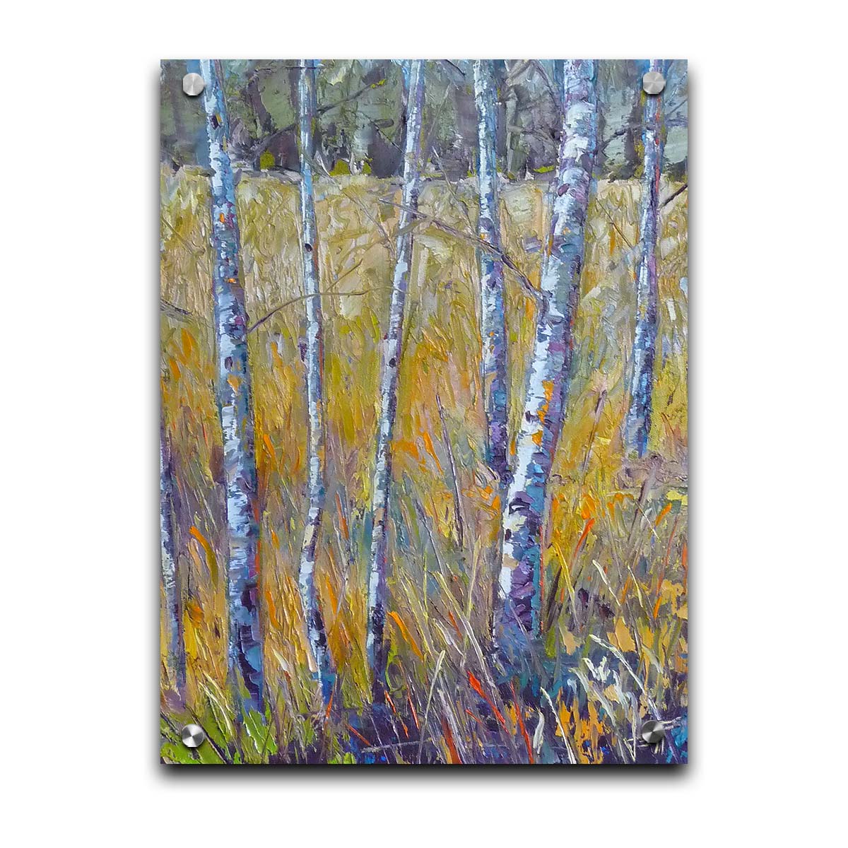 A painting of birch trunks growing surrounded by yellow grasses of fall. Printed on acrylic.