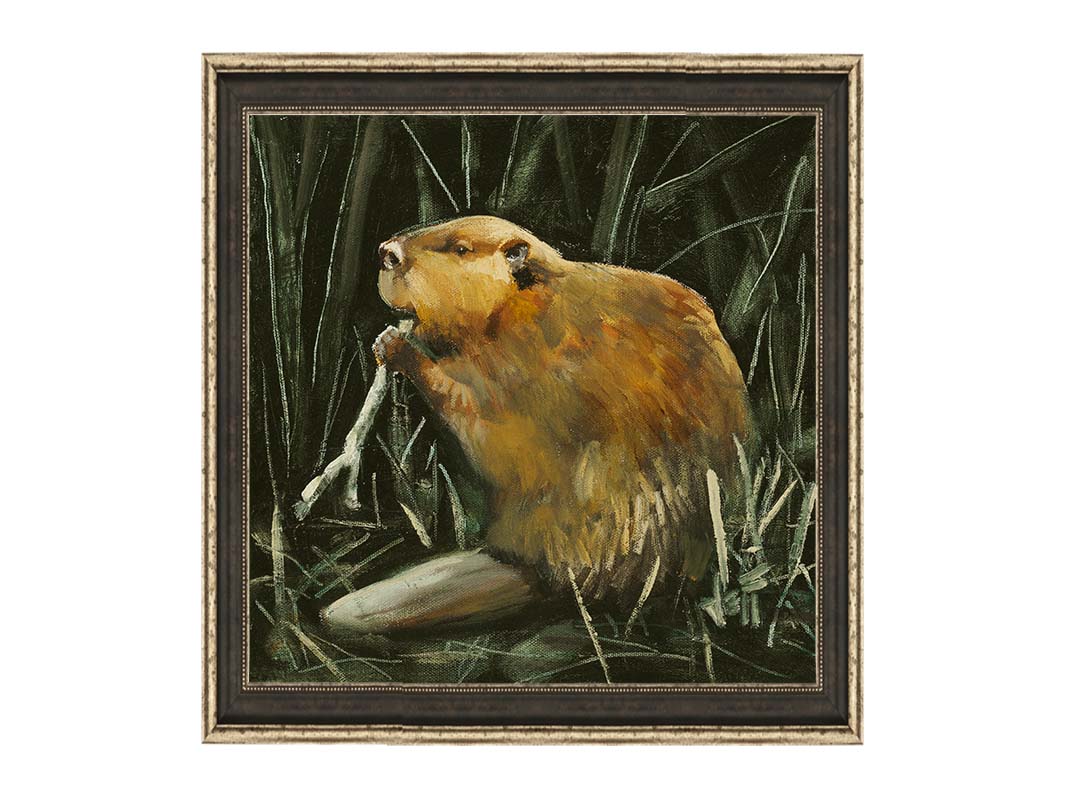 A portrait painting of a beaver chewing on a stick against a dark thicket. Printed on canvas and framed.