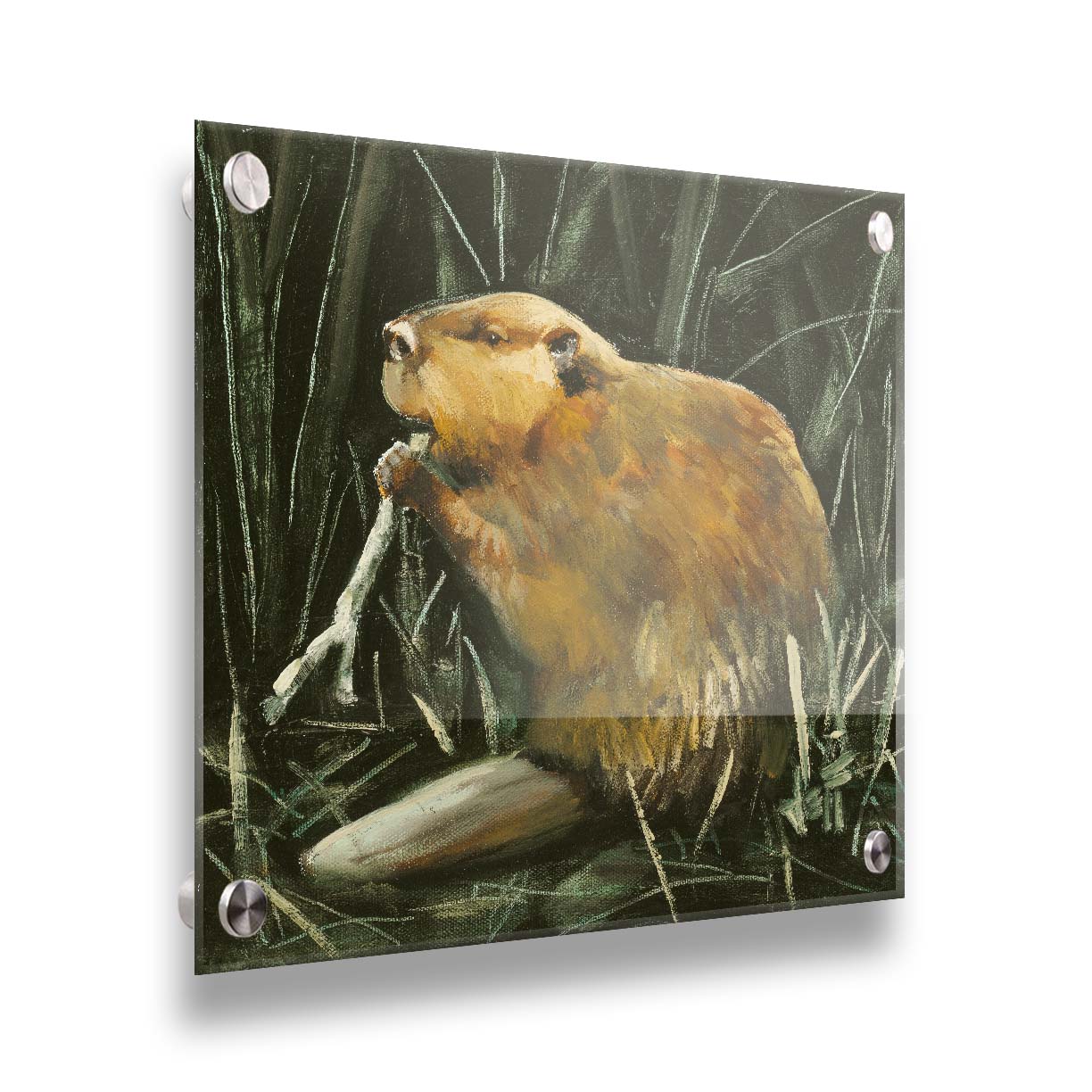 A portrait painting of a beaver chewing on a stick against a dark thicket. Printed on acrylic.