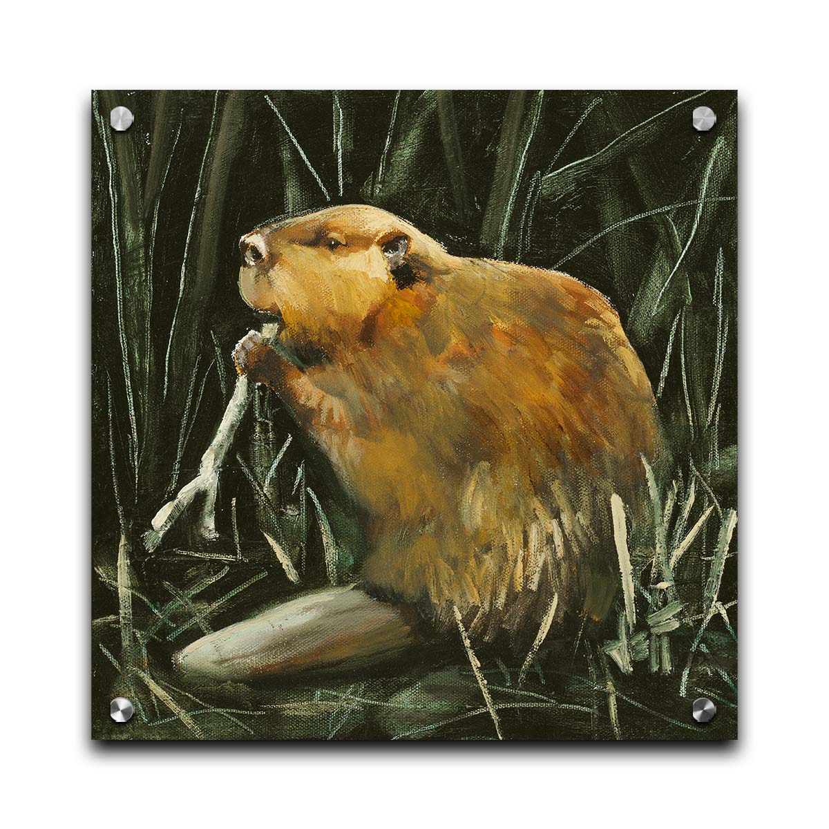 A portrait painting of a beaver chewing on a stick against a dark thicket. Printed on acrylic.