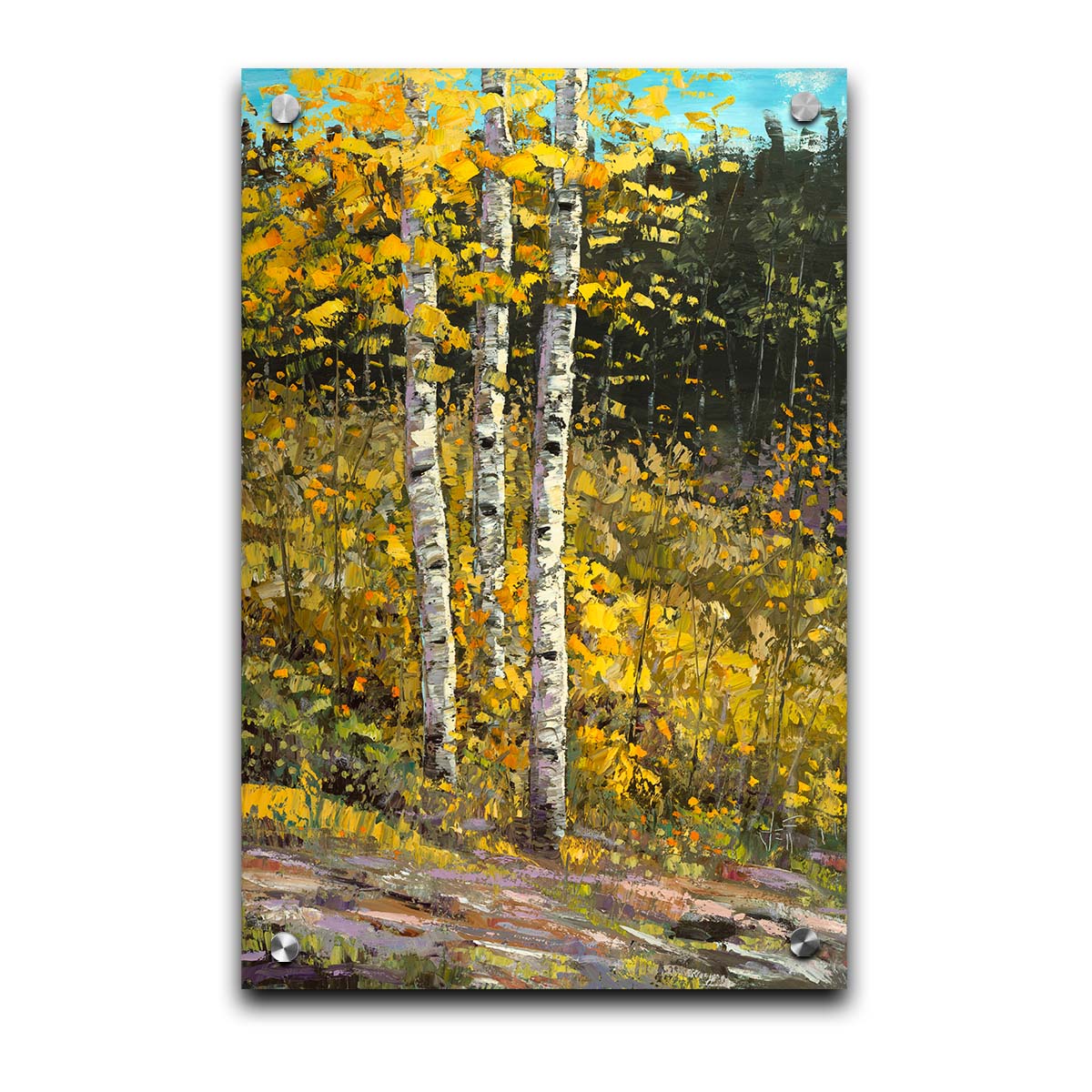 A painting of aspen trees in autumn, with bright yellow leaves. The yellow foliage in the foreground stands out against the darker evergreens in the background. Visible brushstrokes create texture and depth to the painting, lending to the textures of the bark. Printed on acrylic.