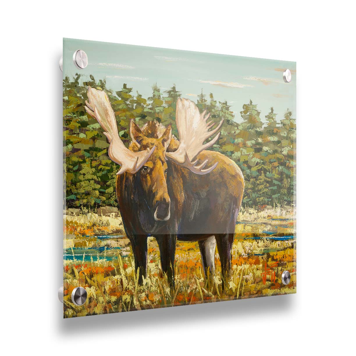 A painting of a moose standing in a bright yellow and orange field, dotted with blue puddles. An evergreen forest borders this Gunflint Trail field in Minnesota. Printed on acrylic.