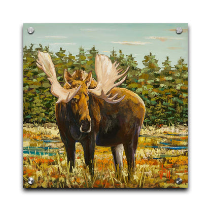 A painting of a moose standing in a bright yellow and orange field, dotted with blue puddles. An evergreen forest borders this Gunflint Trail field in Minnesota. Printed on acrylic.