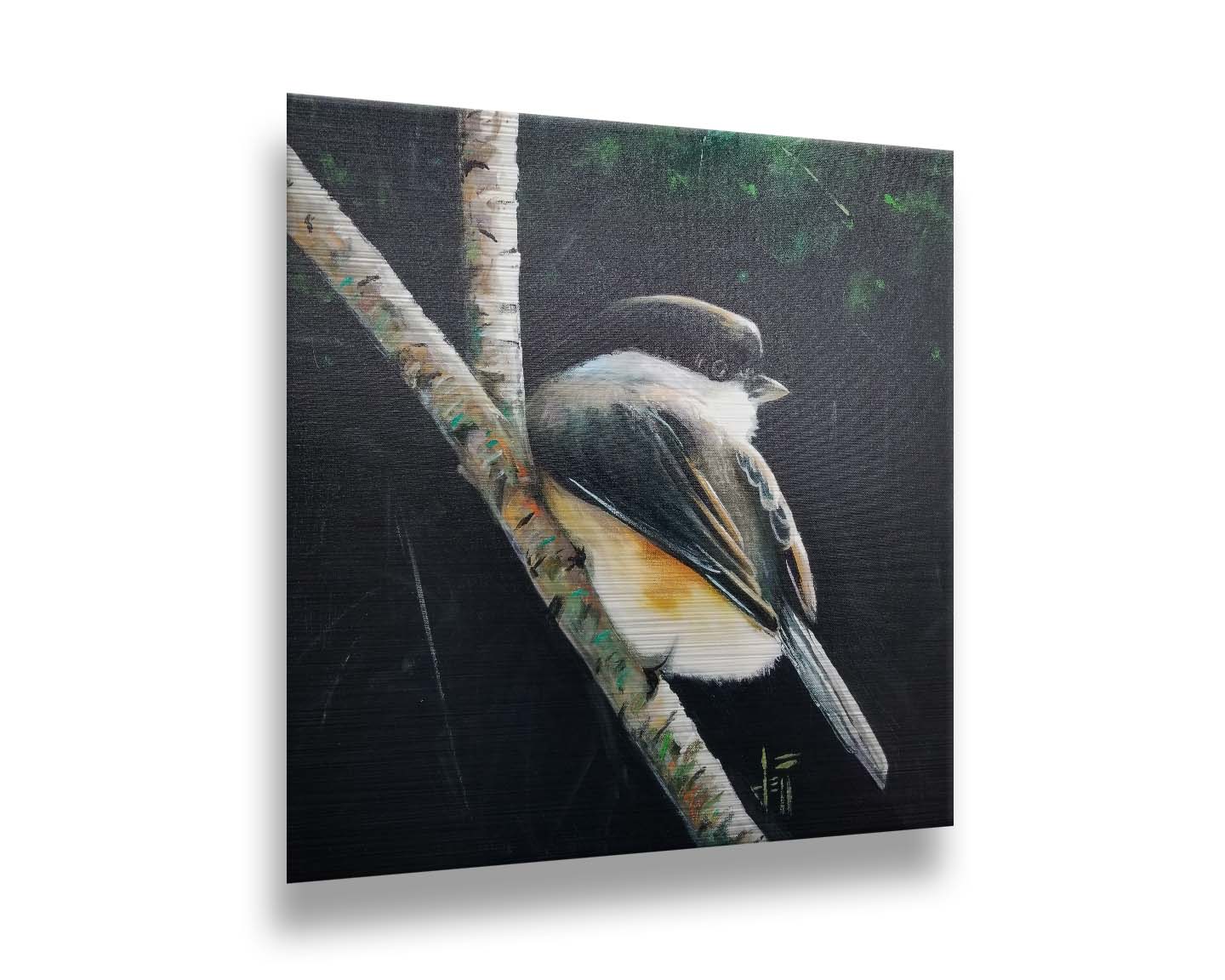 A painting of a small chickadee bird, perched on a birch branch and contrasted by a dark green backdrop of foliage. Printed on metal.