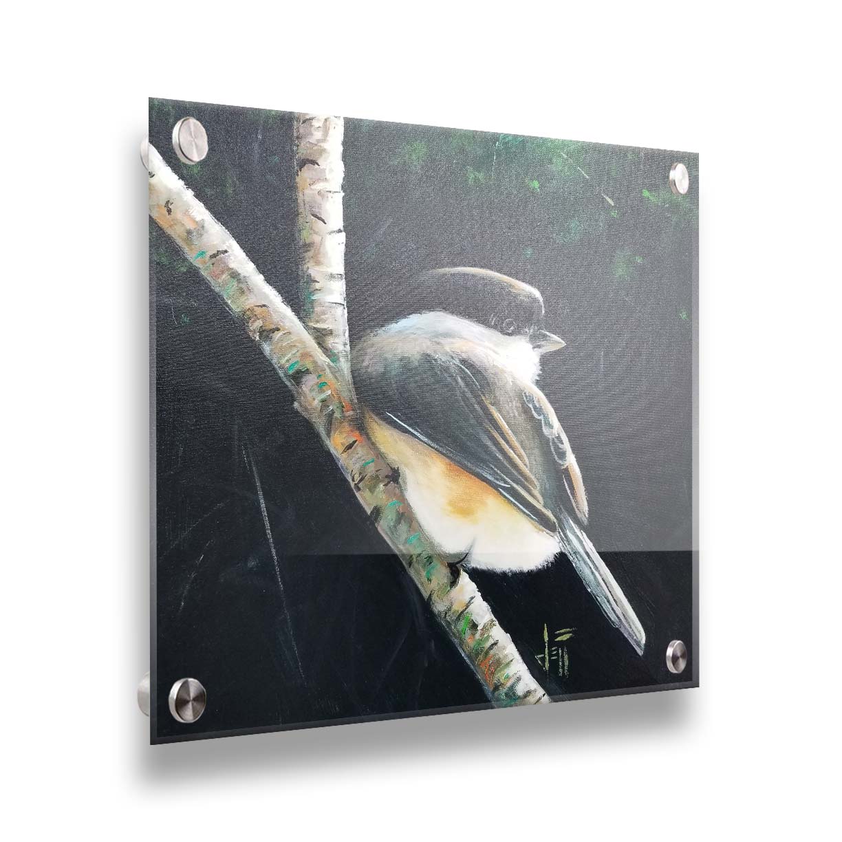 A painting of a small chickadee bird, perched on a birch branch and contrasted by a dark green backdrop of foliage. Printed on acrylic.