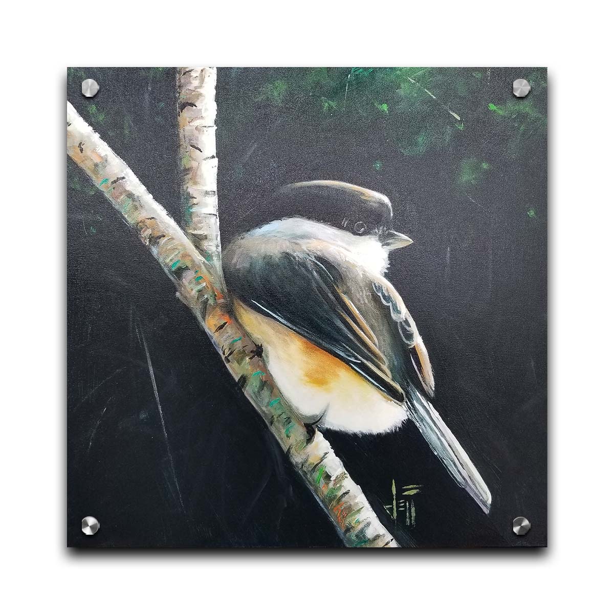 A painting of a small chickadee bird, perched on a birch branch and contrasted by a dark green backdrop of foliage. Printed on acrylic.