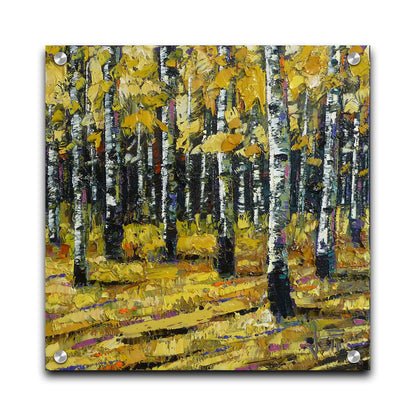 A painting of a dense forest of aspen trees, their bright yellow fall leaves matching the ground below. Printed on acrylic.