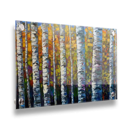 A painting of a dense forest of birch trees, close up on their parallel trunks and peeling bark. Their colorful leaves creating a stunning display of yellows, greens, blues, and purples. Printed on acrylic.