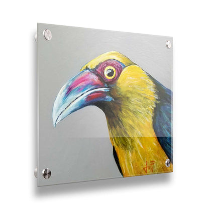 A painting of a striking saffron toucanet, whose yellow feathers pop against the neutral gray background. The light reflecting off its eye gives it an intense, intrigued, lifelike gaze. Printed on acrylic.