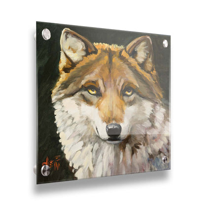 A painting of a wolf gazing forward. The warm brown and white fur, depicted through soft, fluffy brush strokes, adds a tactile sensation to the work. Printed on acrylic.