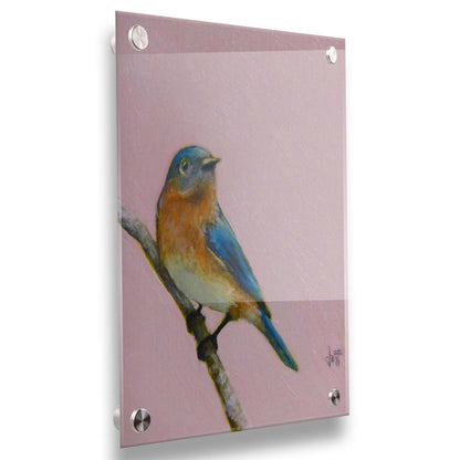 A portrait painting of an eastern bluebird with blue and orange feathers, delicately perched on a twig against a dusty rose pink background. Printed on acrylic.