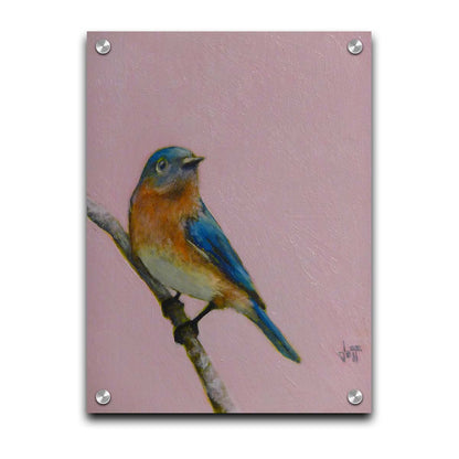 A portrait painting of an eastern bluebird with blue and orange feathers, delicately perched on a twig against a dusty rose pink background. Printed on acrylic.