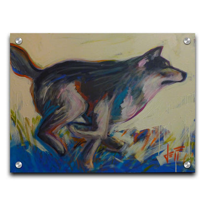 A painting of a running wolf created with dynamic brushstrokes and eye-catching colors, with reds and blues highlighting the edges. Printed on acrylic.