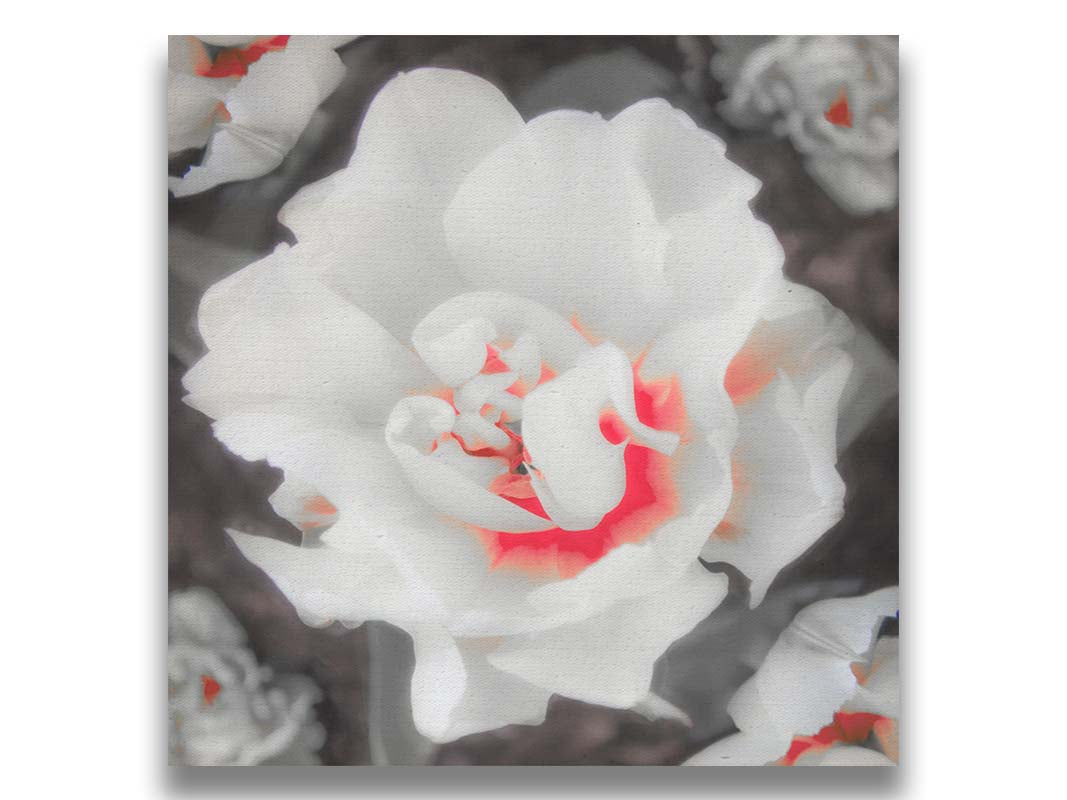 A closeup photograph of a fancy tulip in grayscale, with one pop of pink and red in the center. Printed on canvas.