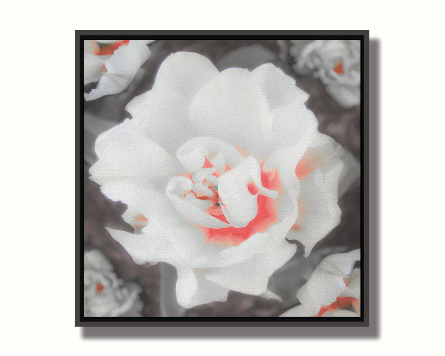 A closeup photograph of a fancy tulip in grayscale, with one pop of pink and red in the center. Printed on canvas in a float frame.