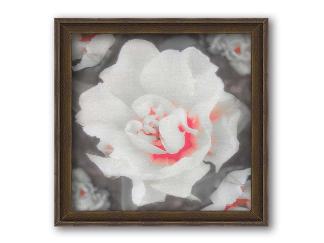 A closeup photograph of a fancy tulip in grayscale, with one pop of pink and red in the center. Printed on canvas and framed.