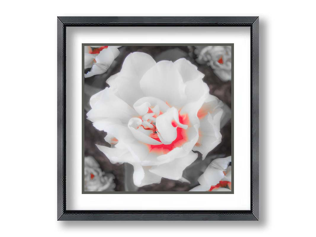 A closeup photograph of a fancy tulip in grayscale, with one pop of pink and red in the center. Printed on paper, matted, and framed.