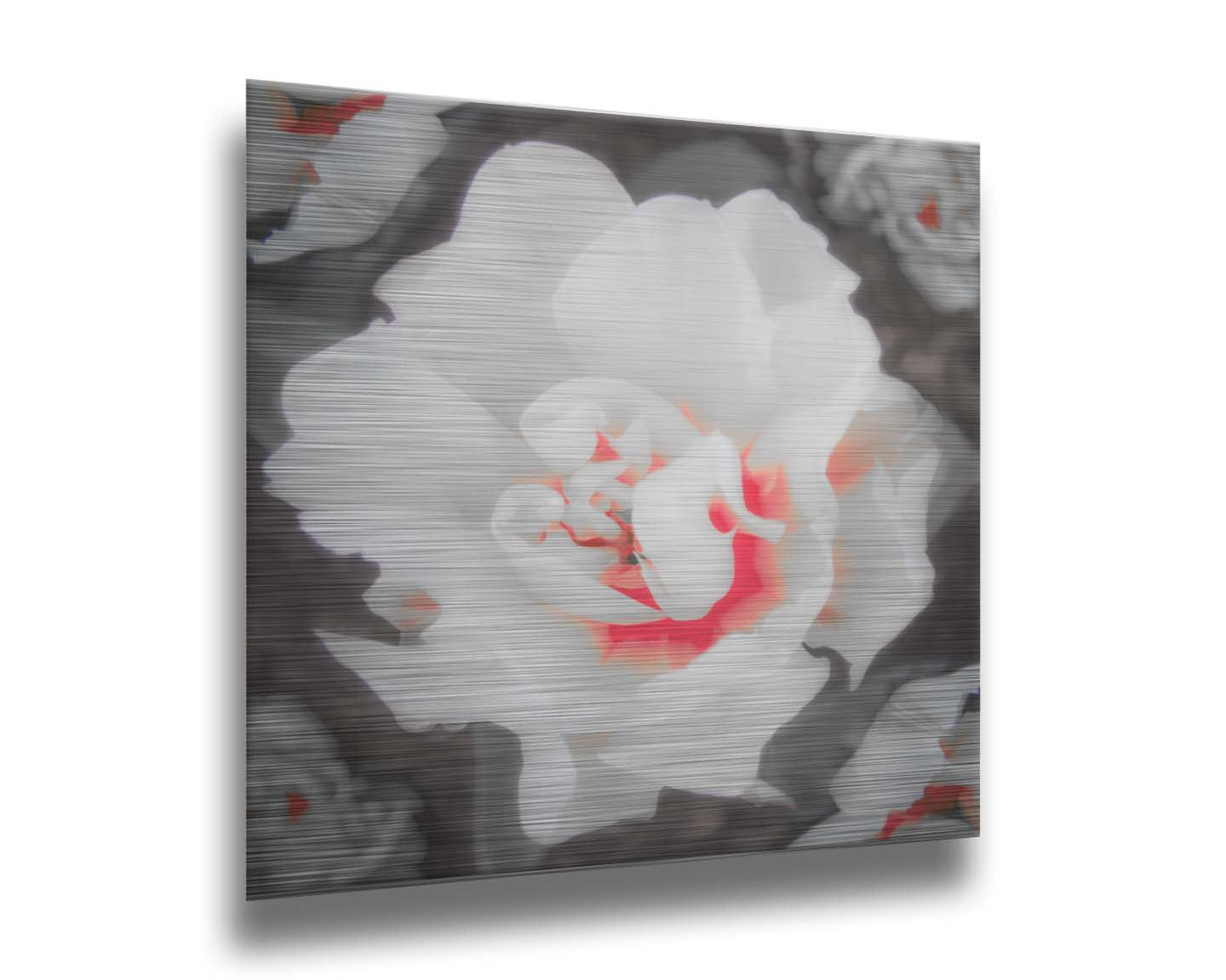 A closeup photograph of a fancy tulip in grayscale, with one pop of pink and red in the center. Printed on metal.