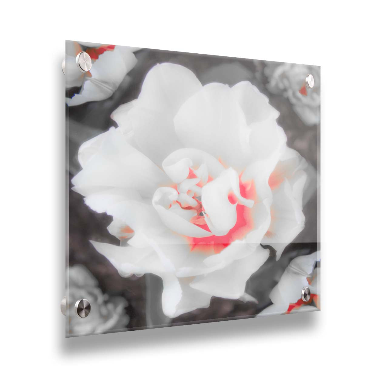 A closeup photograph of a fancy tulip in grayscale, with one pop of pink and red in the center. Printed on acrylic.