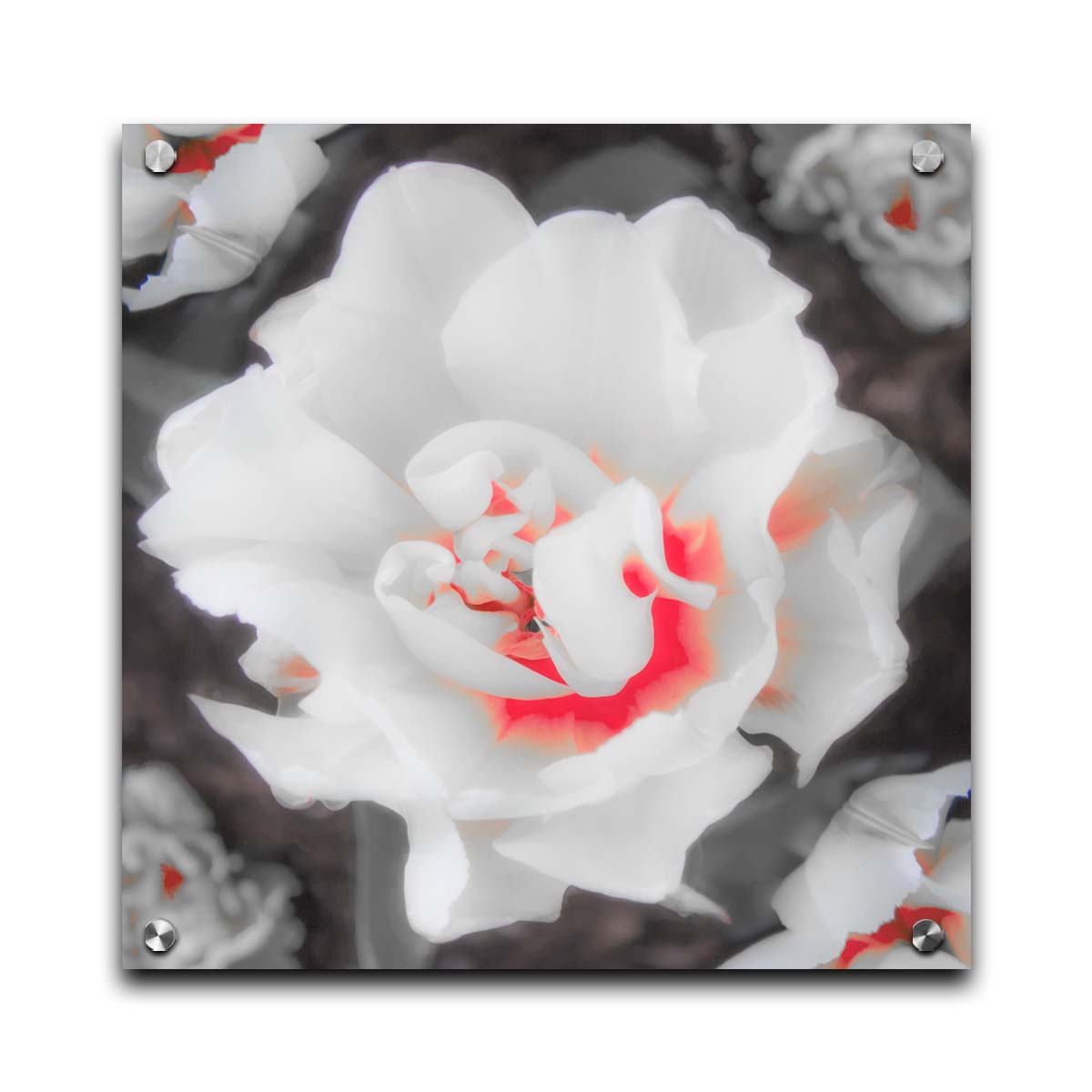 A closeup photograph of a fancy tulip in grayscale, with one pop of pink and red in the center. Printed on acrylic.