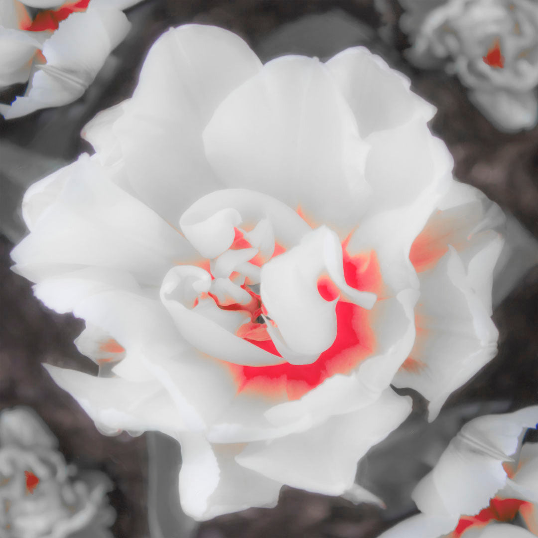 Dragable Image