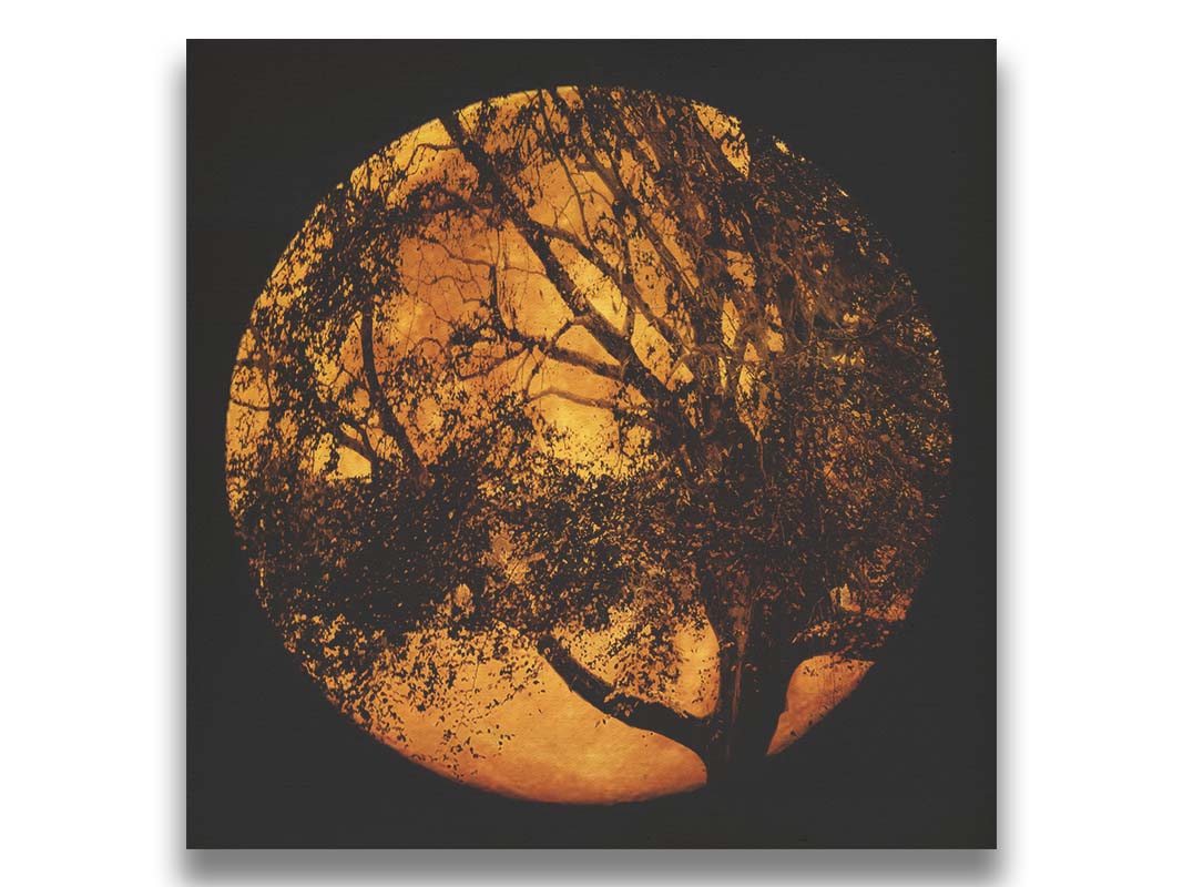 A photo of the black shadow of a tree superimposed over a bright orange full moon. Printed on canvas.