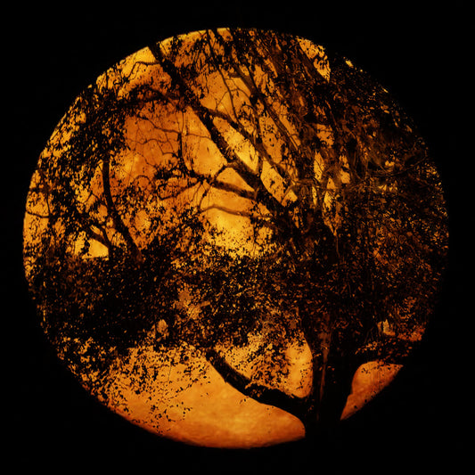 A photo of the black shadow of a tree superimposed over a bright orange full moon.