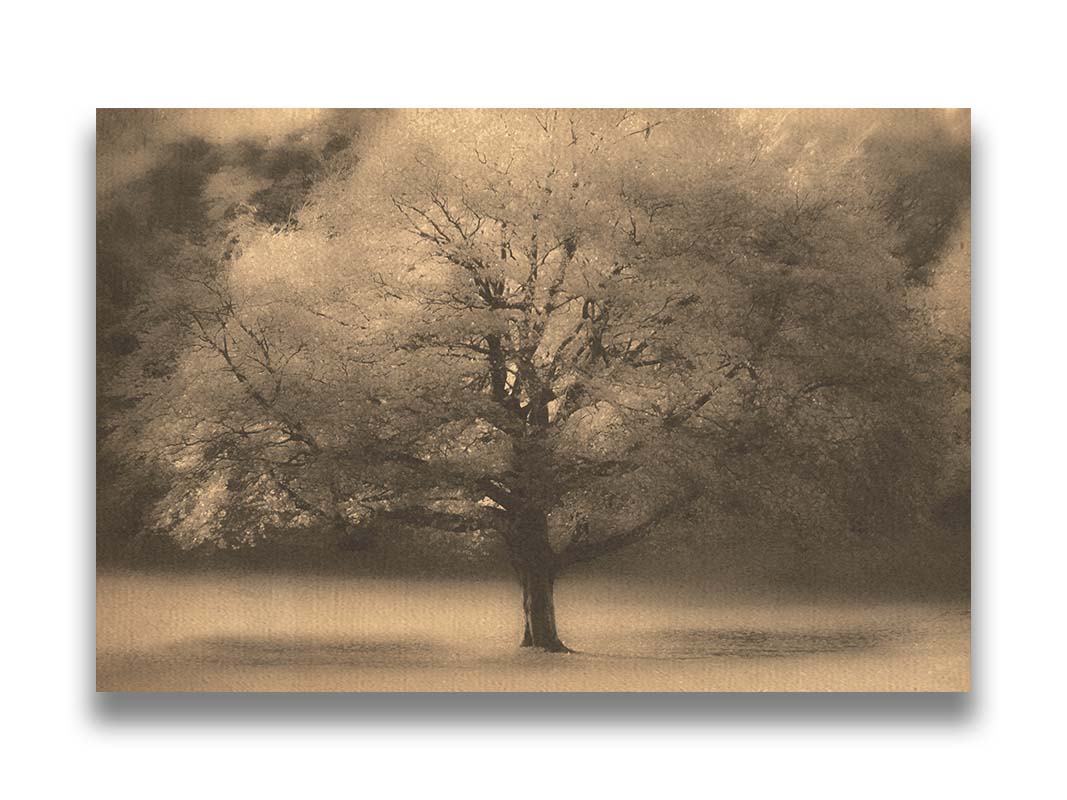 An edited photo of a large, isolated tree in fall, colored in sepia tone. Printed on canvas.