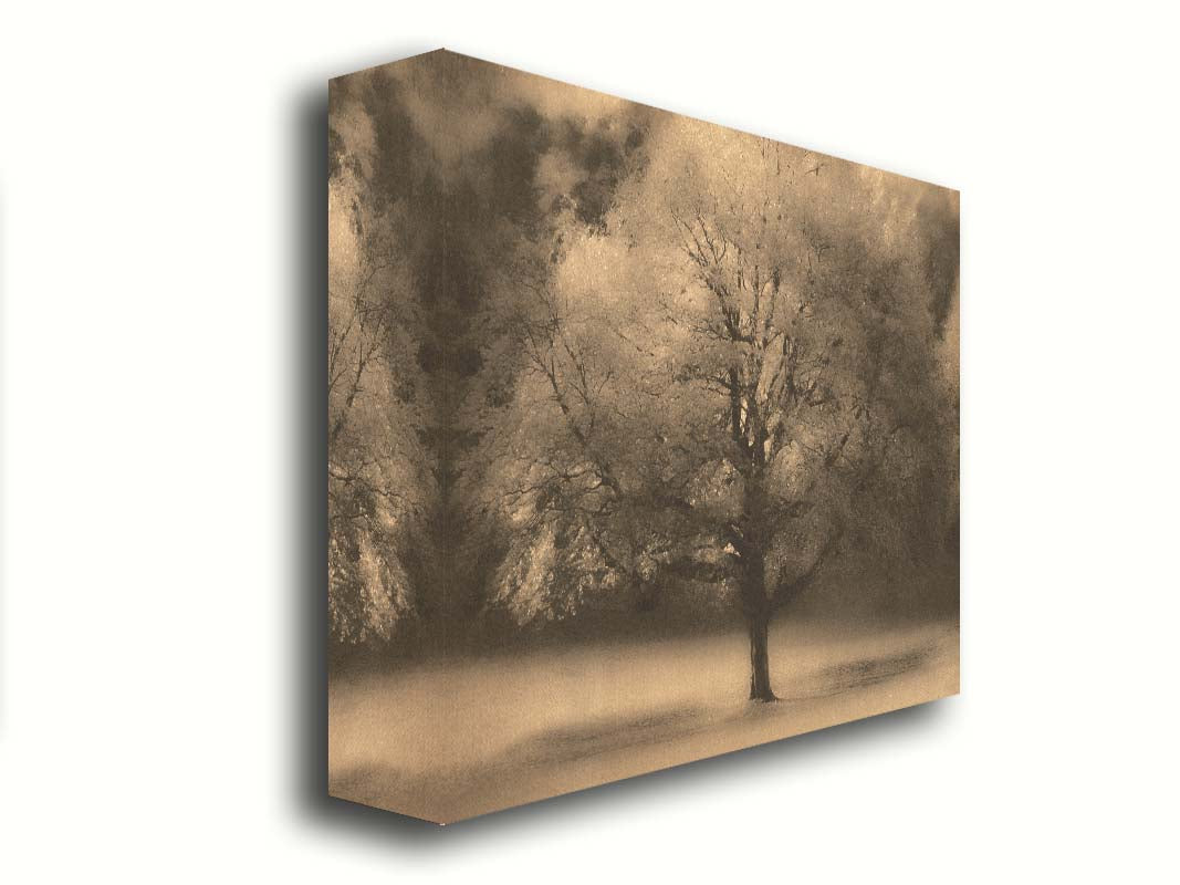 An edited photo of a large, isolated tree in fall, colored in sepia tone. Printed on canvas.