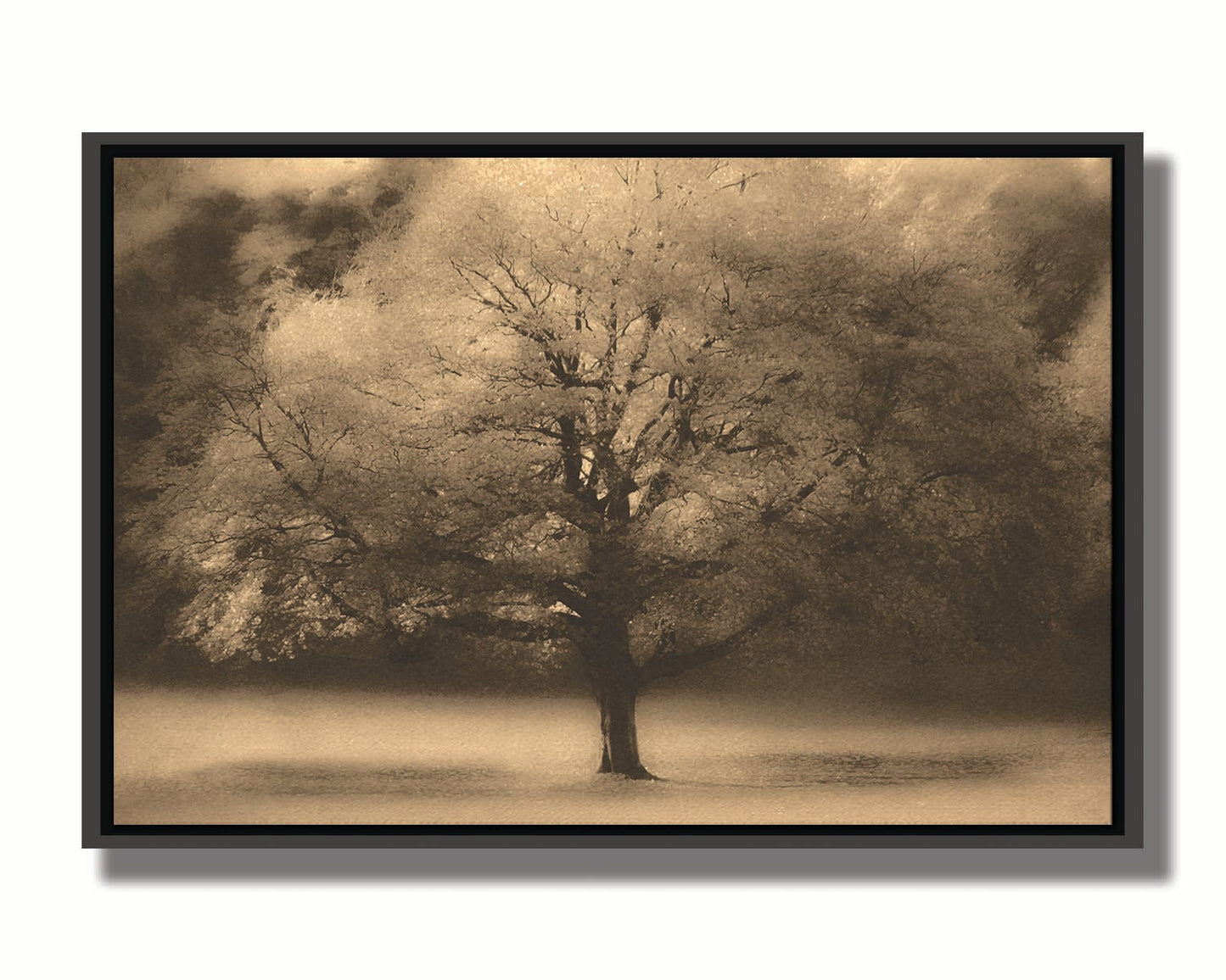 An edited photo of a large, isolated tree in fall, colored in sepia tone. Printed on canvas in a float frame.