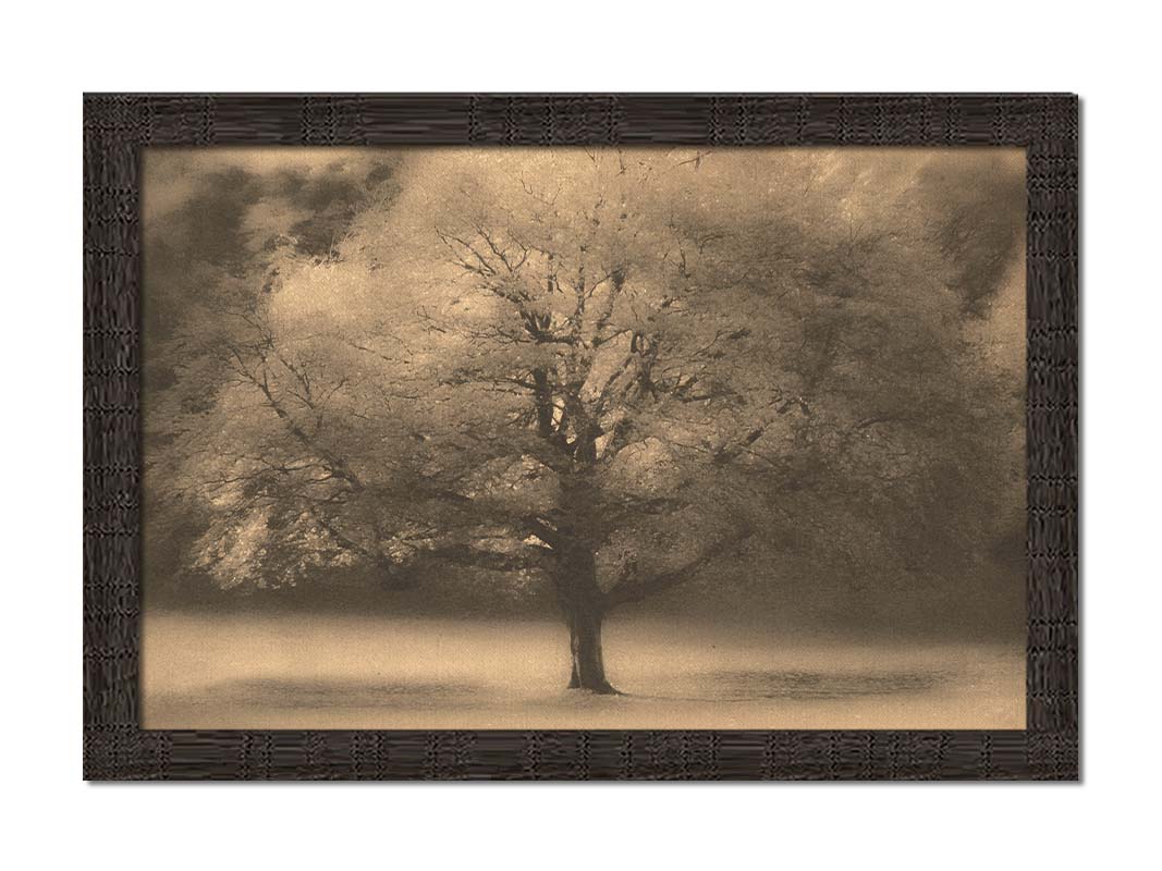 An edited photo of a large, isolated tree in fall, colored in sepia tone. Printed on canvas.