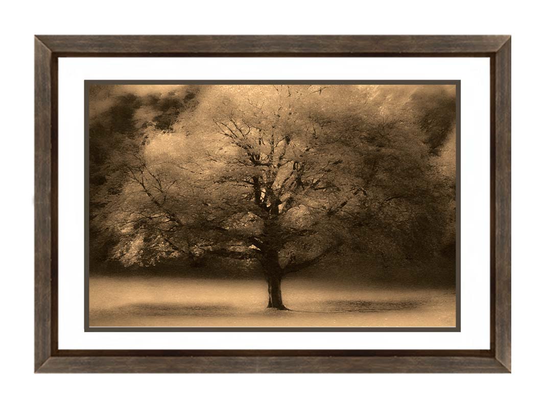 An edited photo of a large, isolated tree in fall, colored in sepia tone. Printed on paper, matted, and framed.