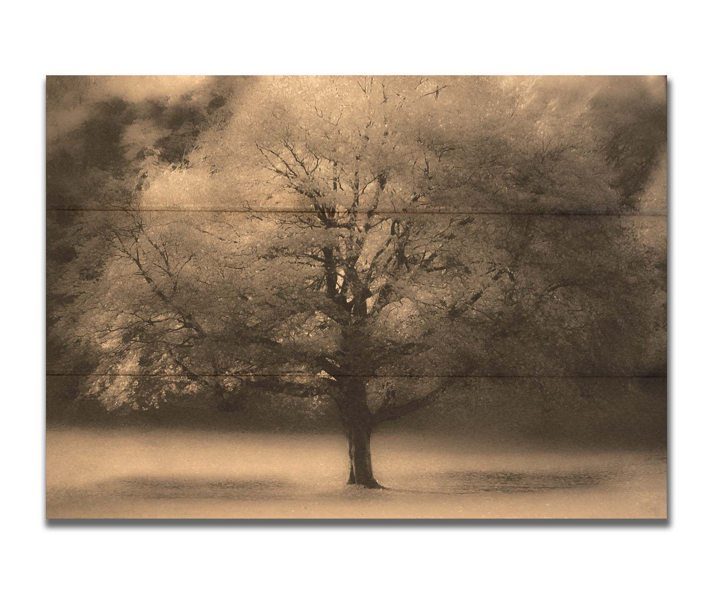 An edited photo of a large, isolated tree in fall, colored in sepia tone. Printed on a box board.