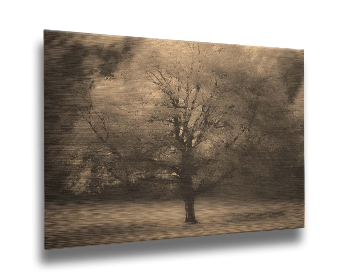 An edited photo of a large, isolated tree in fall, colored in sepia tone. Printed on metal. 