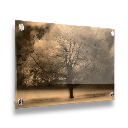 An edited photo of a large, isolated tree in fall, colored in sepia tone. Printed on acrylic.