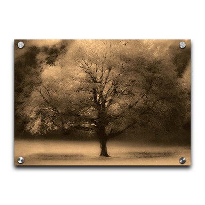 An edited photo of a large, isolated tree in fall, colored in sepia tone. Printed on acrylic.