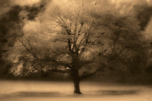 An edited photo of a large, isolated tree in fall, colored in sepia tone.